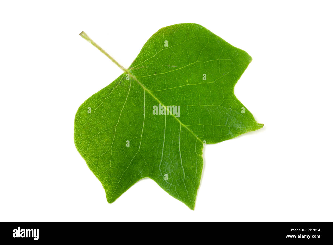 Une feuille de tulipier Liriodendron tulipifera isolé sur un fond blanc. Banque D'Images