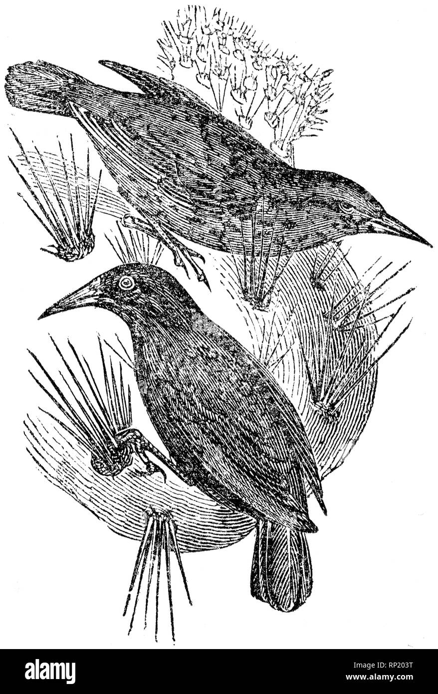 Couper du bois gravé, illustration tirée de "Le Trésor de l'Histoire Naturelle" par Samuel Maunder, publié 1848 Banque D'Images