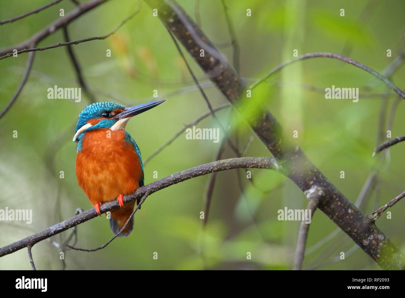 Kingfisher (Alcedo atthis) au printemps, l'Europe Banque D'Images