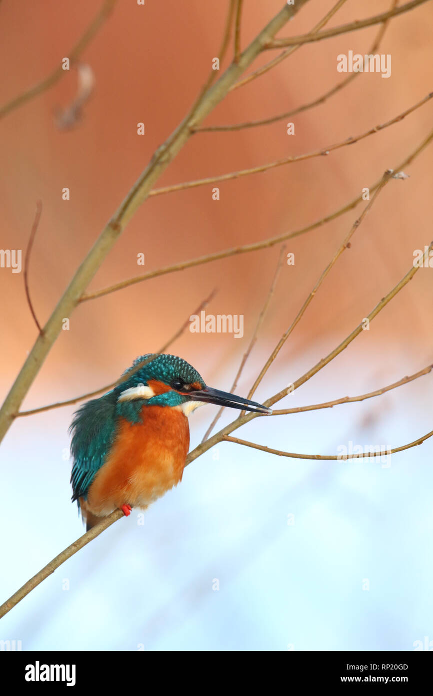 Kingfisher (Alcedo atthis hivernage). L'Europe Banque D'Images