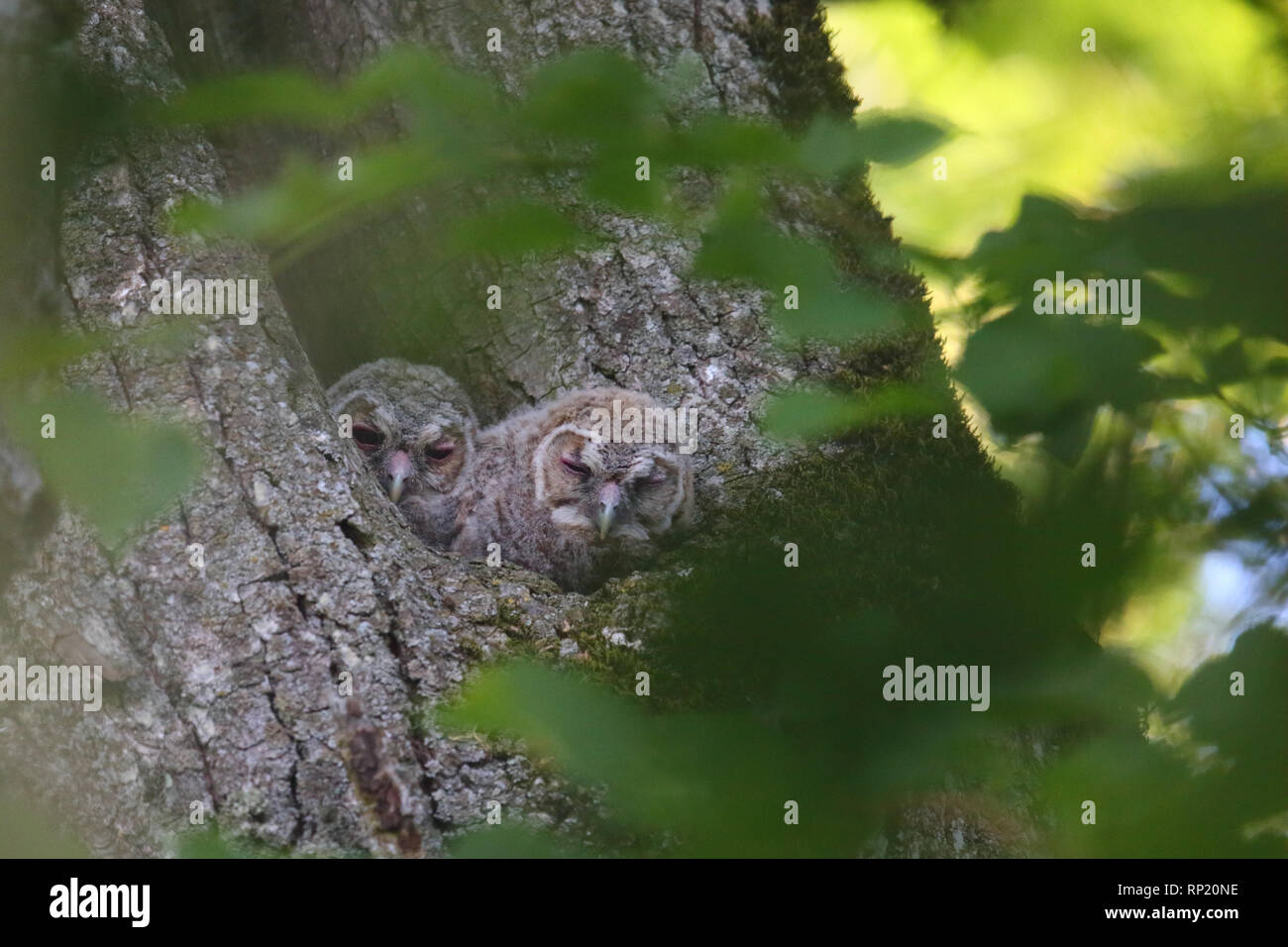 Tawny owlets peeking out du nesthole. L'Europe Banque D'Images