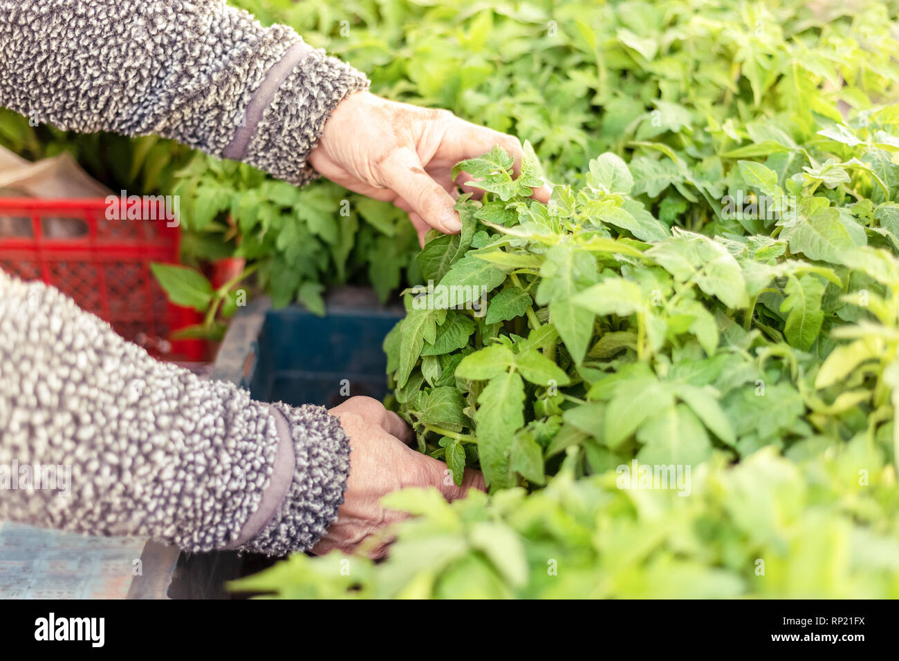 Les hommes de mains du vert des plantes tomates semis Banque D'Images