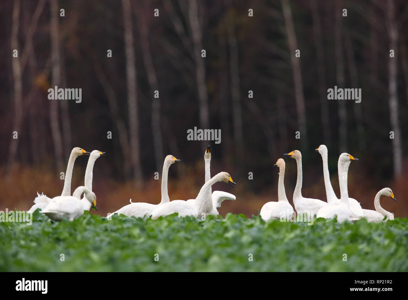 Cygne chanteur (Cygnus cygnus) nourrir et avoir le repos. L'Europe, l'Estonie Banque D'Images