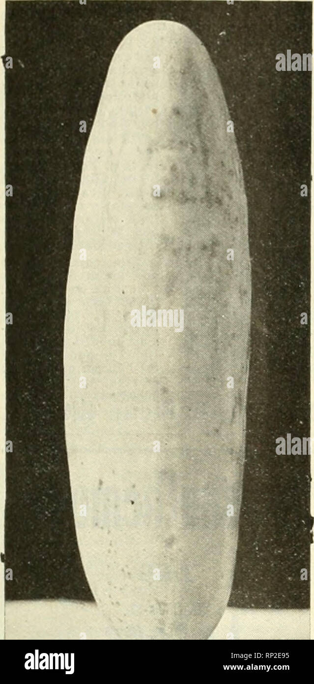 . La fleuriste américain : un journal hebdomadaire pour le commerce. La floriculture ; fleuristes. j'^II. L'American Fleuriste. 1239. Frais et Croquant de concombre. cultivé sous irrigation par Western Seed &AMP ; Irrigation Co. les producteurs de semences et les concessionnaires. Spécialités : concombre, de musc et de pastèque. Kin- Pompe le squash. Le maïs sucré et, Fremont. - . NEBRASKA Code télégraphique du commerce des semences AoL Assodation -sa.oo^- soit rigide ou flexible. Les commandes adresse FLEURISTE AMÉRICAIN CO.. Chicago. L'horticulture européennes. Du commerce français de papiers. Impatiens Balfouri.^introduit en Angleterre vers 1901 de la Lui- alayas, cette maladie Banque D'Images