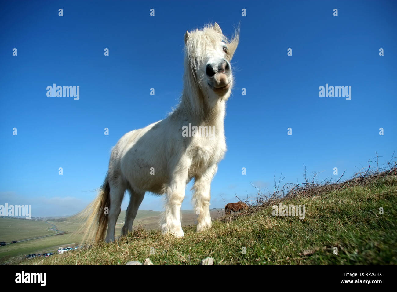 Eastbourne, East Sussex, UK. Feb 20, 2019. Poneys Exmoor pâturage sur prairies de craie au-dessus de l'emblématique des falaises de craie des sept Sœurs. L'hardy poneys aident à maintenir l'habitat rare en gardant l'herbe courte d'encourager les herbes rares et orchidées, vital pour la lutte contre les insectes et les numéros de papillon. Crédit : Peter Cripps/Alamy Live News Banque D'Images