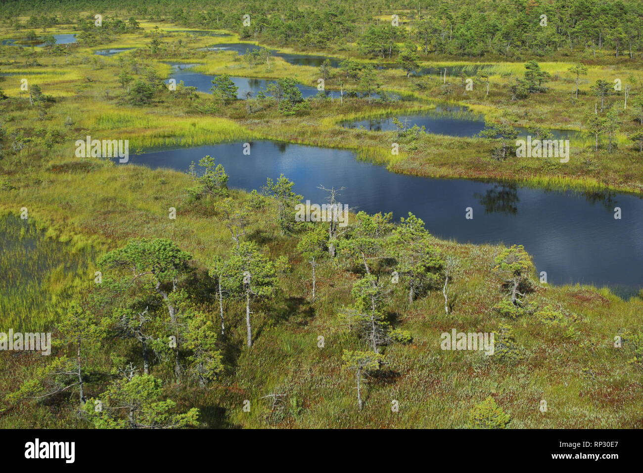 Swampy areas Banque de photographies et d’images à haute résolution Alamy