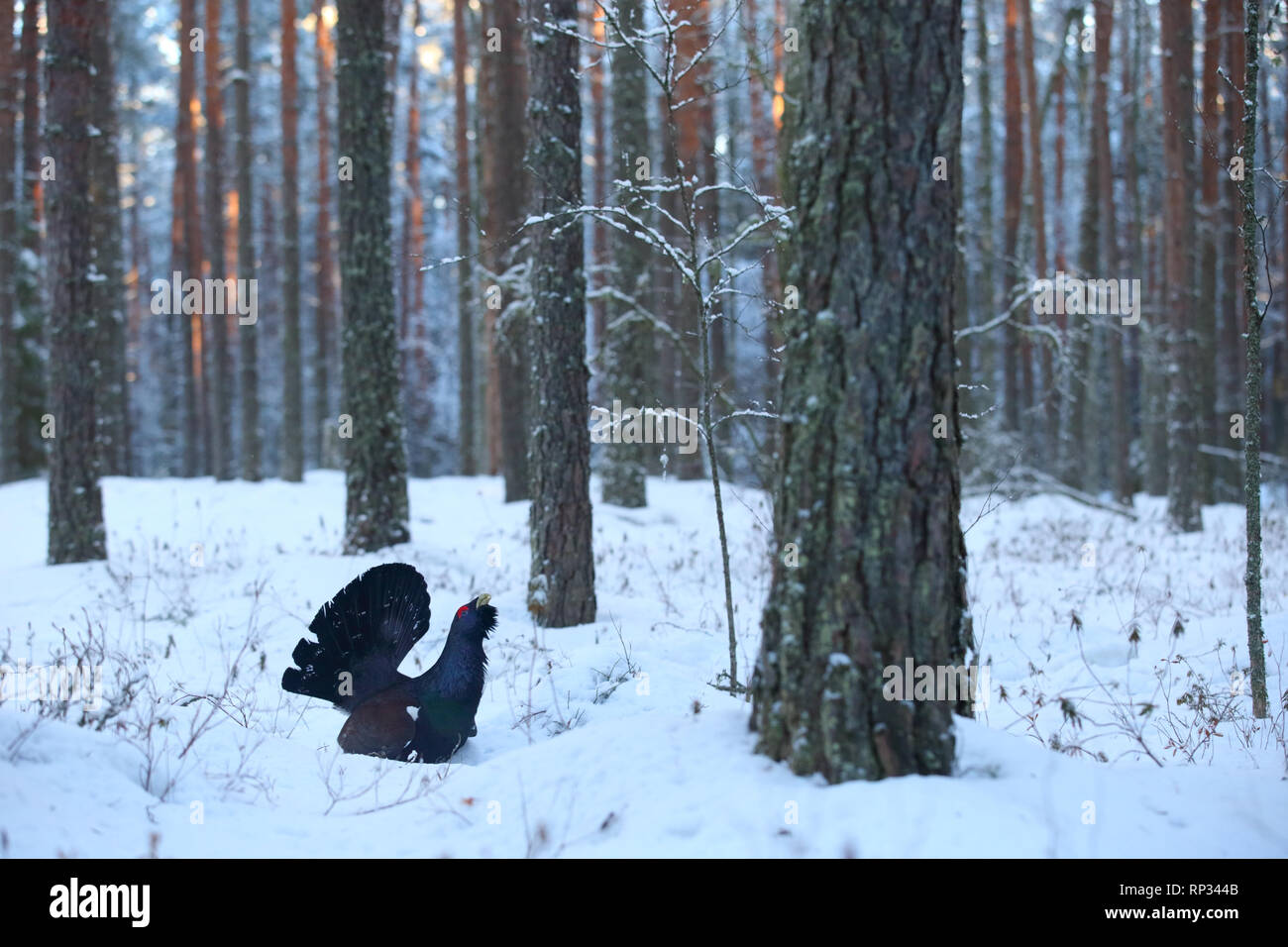 Homme grand tétras (Tetrao urogallus) affichage dans forêt de pins. Banque D'Images