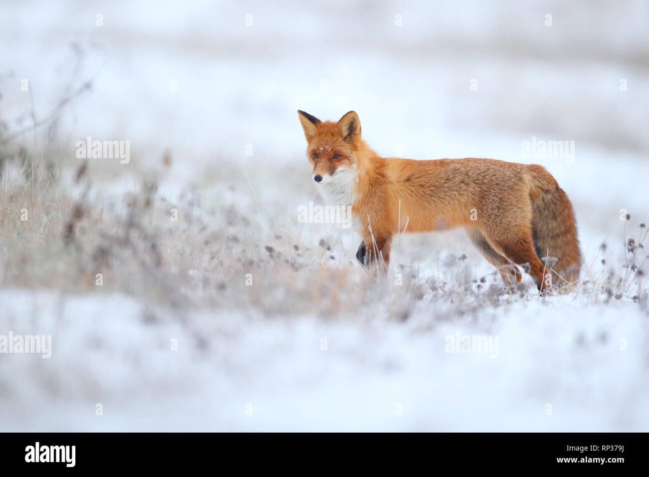 Le renard roux (Vulpes vulpes) en hiver. L'Europe Banque D'Images