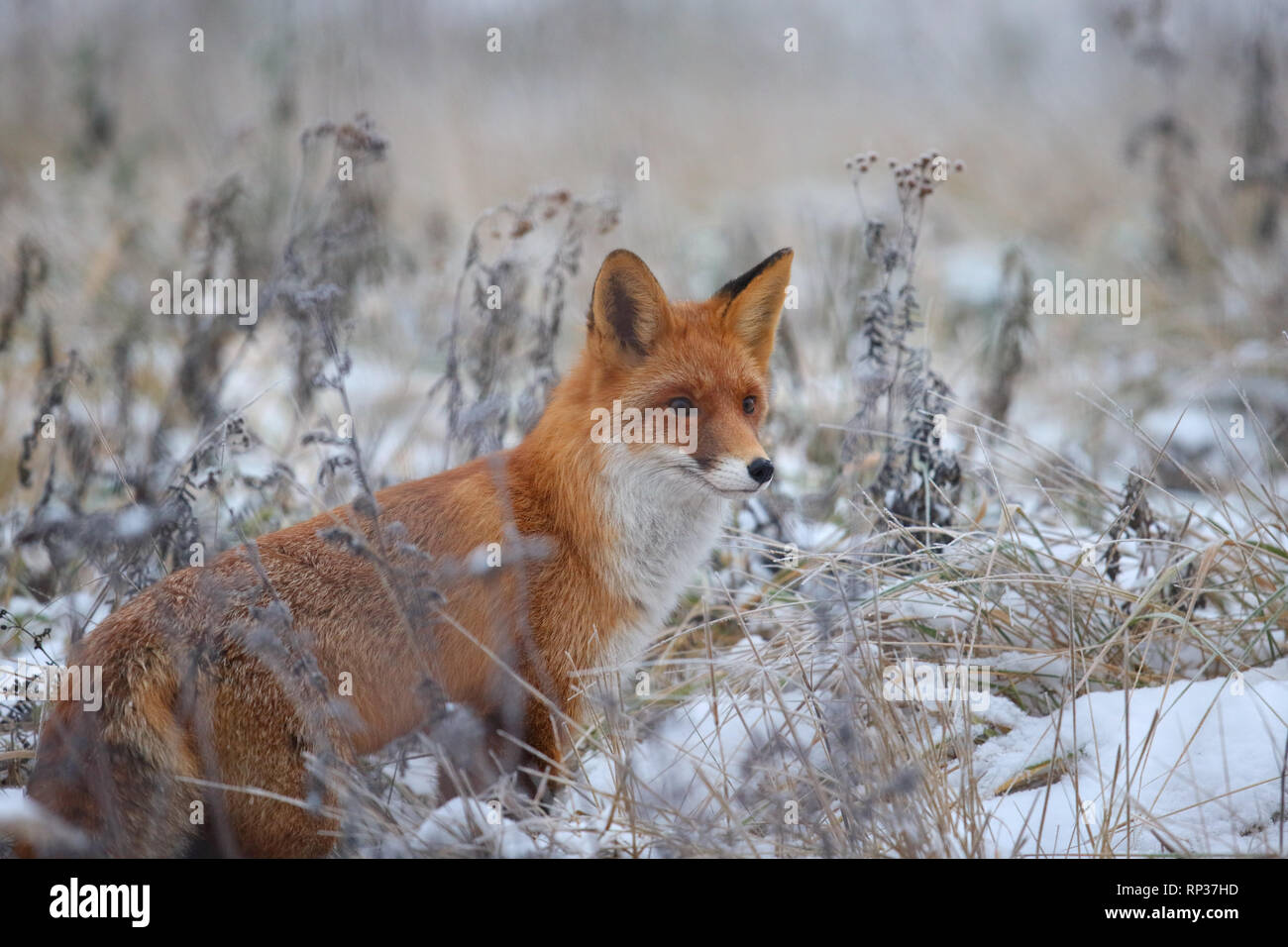 Le renard roux (Vulpes vulpes) en hiver. L'Europe Banque D'Images