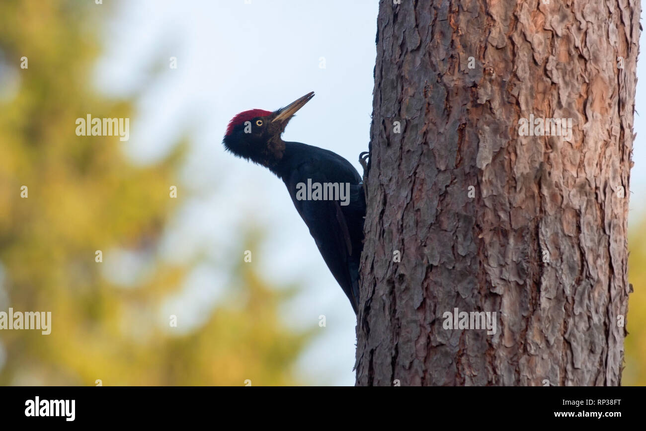 Pic noir assis sur un tronc d'arbre de pin Banque D'Images