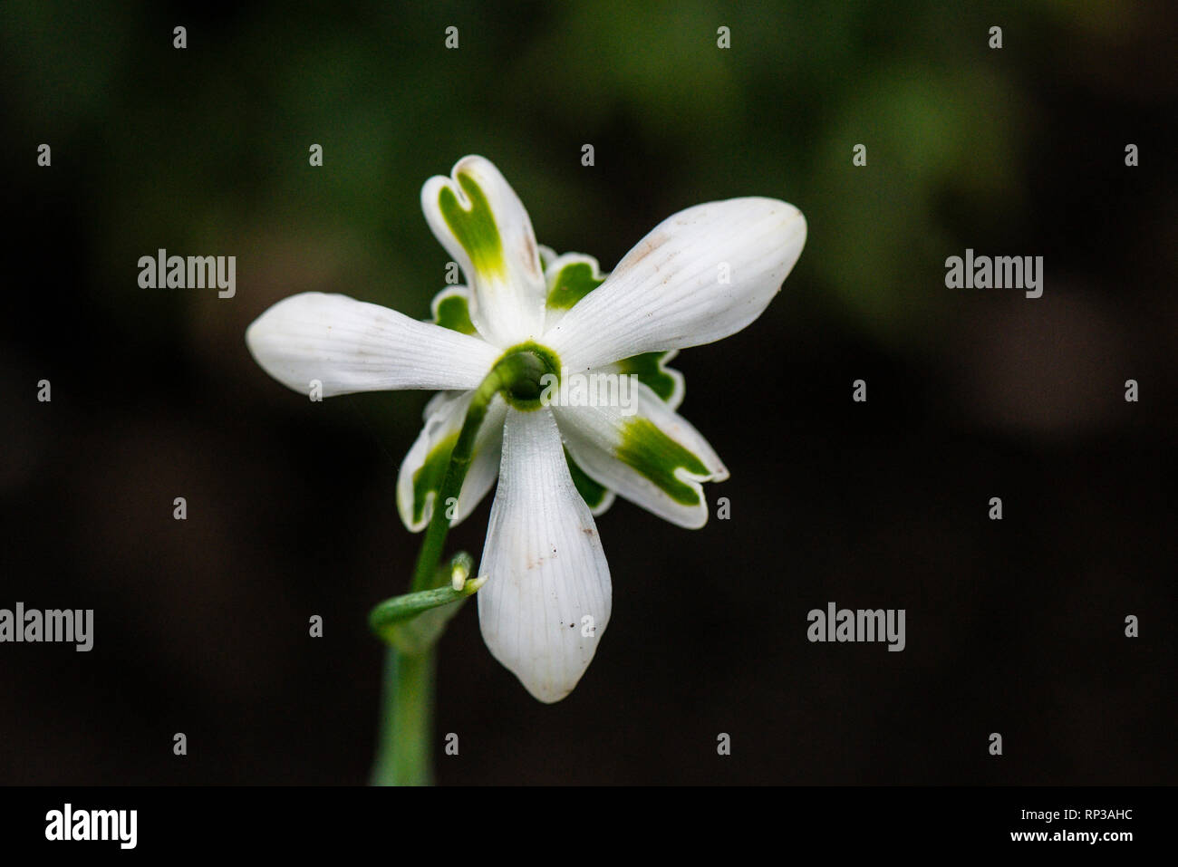 L'arrière d'un snowdrop Galanthus (fleurs) Banque D'Images