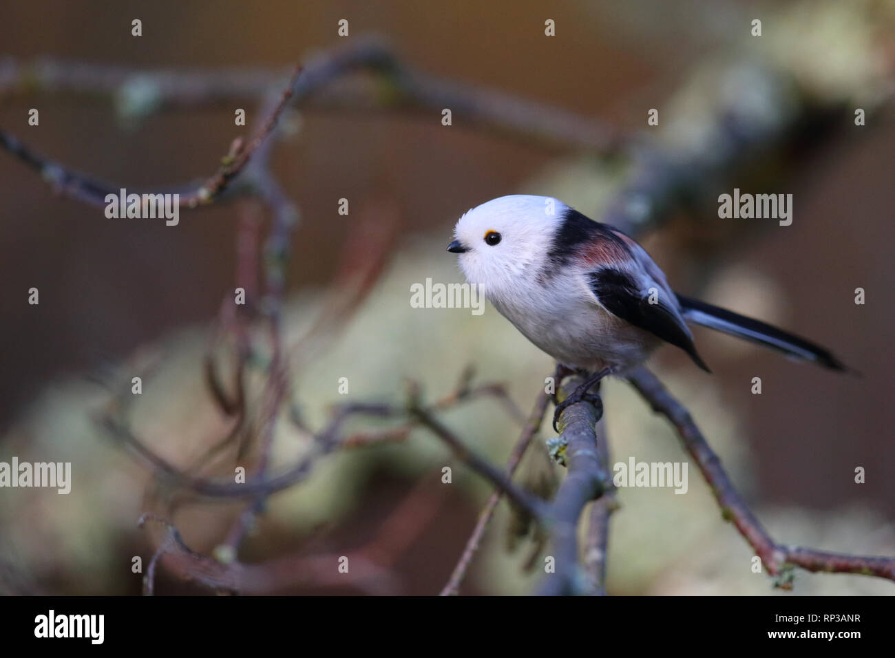 Mésange à longue queue (Aegithalos caudatus), Estonie, Europe Banque D'Images