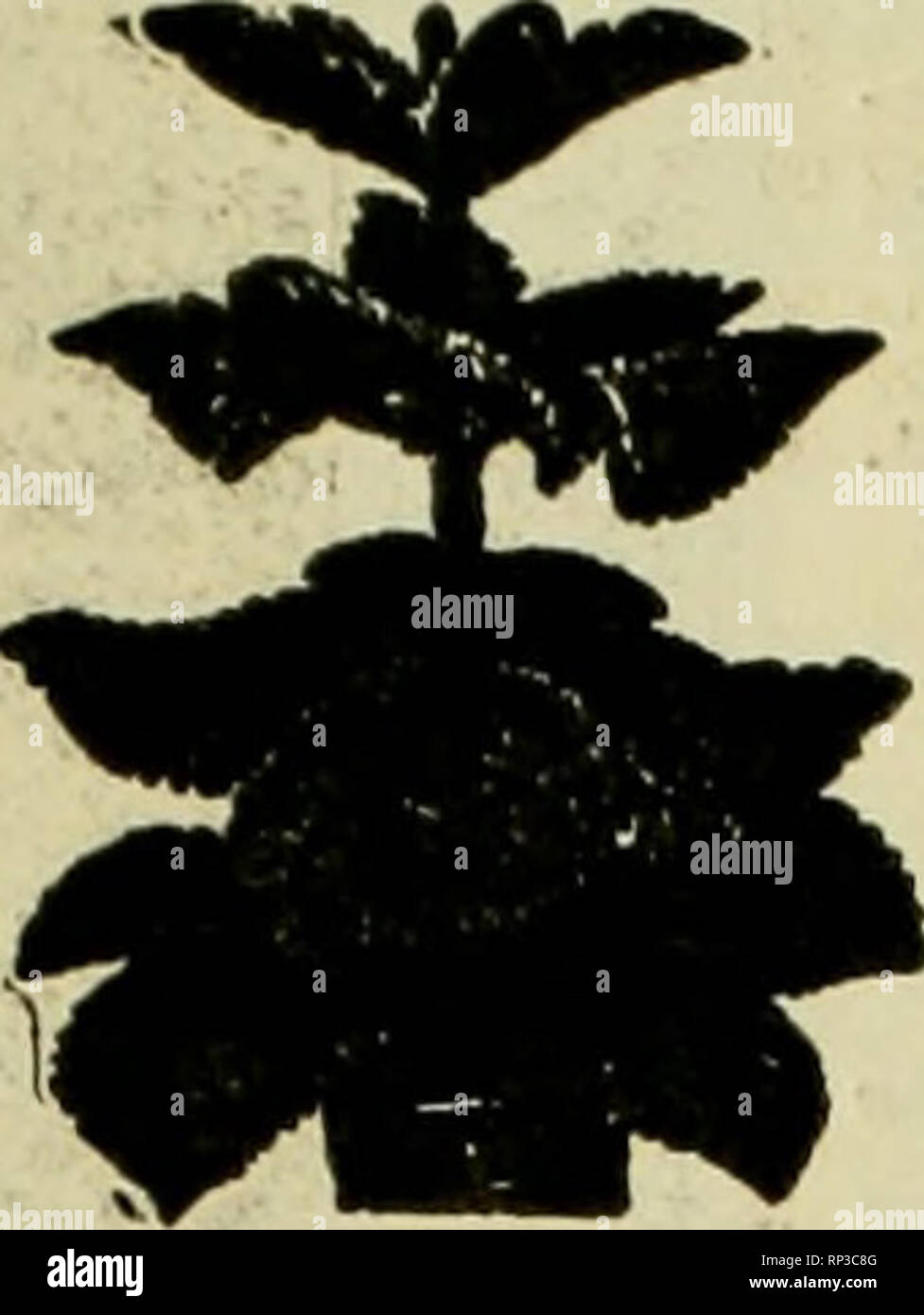 . La fleuriste américain : un journal hebdomadaire pour le commerce. La floriculture ; fleuristes. 662 l'American Fleuriste. Le 22 octobre, le Sacrifice Sale W" veulent que le prix des usines de banc d'AspartgUl Plumosni Sprengerll Asperges, Bos- ton rerns rerns et cheveux de jeune fille, 15c chacune. D'une valeur de 26c à 36c chacune. Par 100 Sprengerl Asperges, 2H-Sndlax à $3.00, 2V2-in 3,00 HELLER BROS. CO., New Castle* cont. SNILAX 3-ln 40,00 $ pour 1000. J'^^X Sprengeri"^ Poihlniani ; Bros Co., Mortoi" rov 6, III. Grand Rapids Émissions de Co., leader dans le commerce de gros les fleuristes et Michigan. IQnare (200,000 pieds de lass consacrée. Couper FIow- "rB. Shipme Banque D'Images