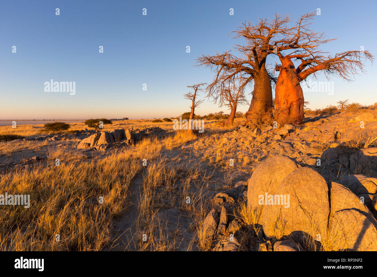 Le Baobab dans la lumière du matin Banque D'Images