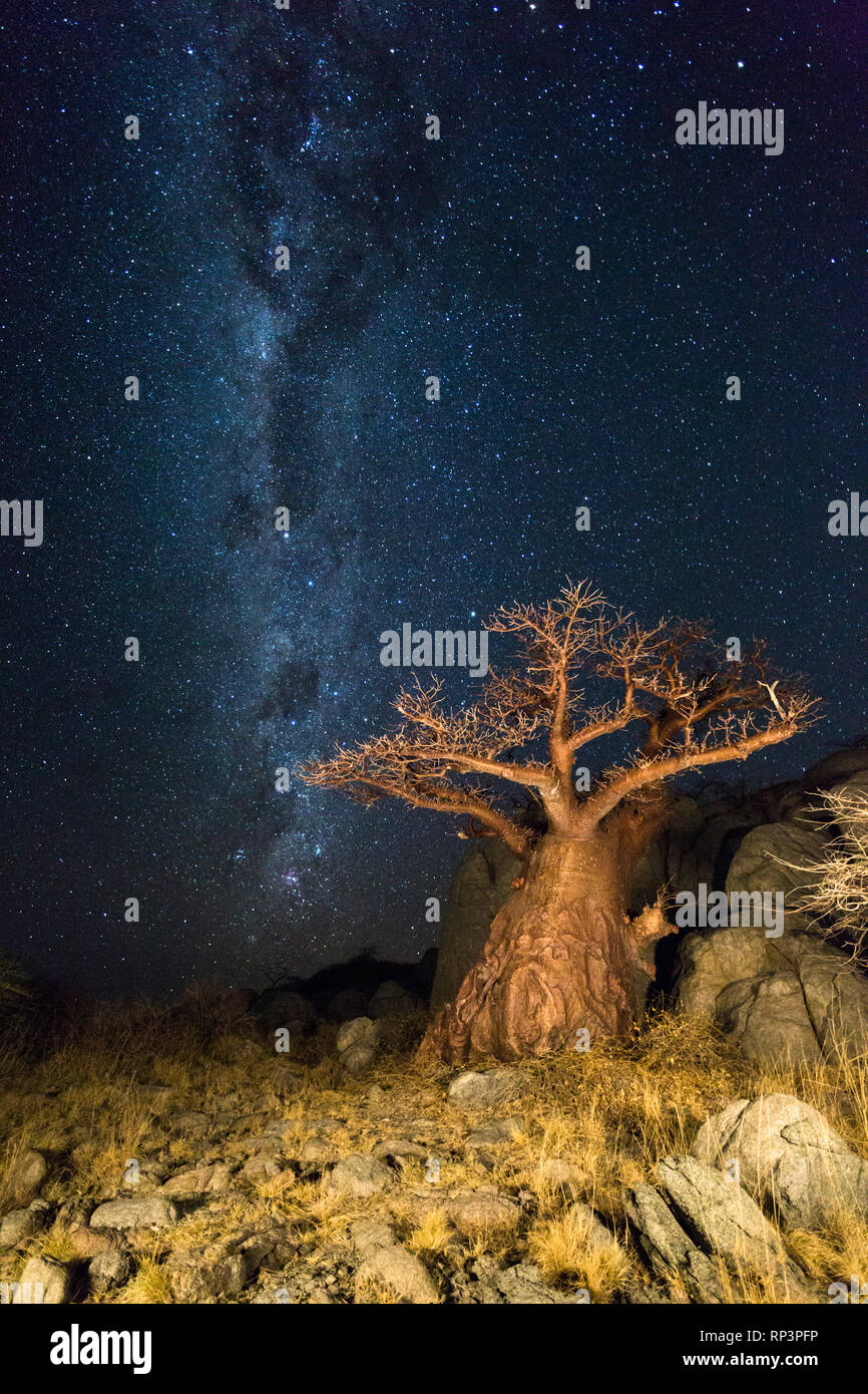 La milkyway et un baobab Banque D'Images