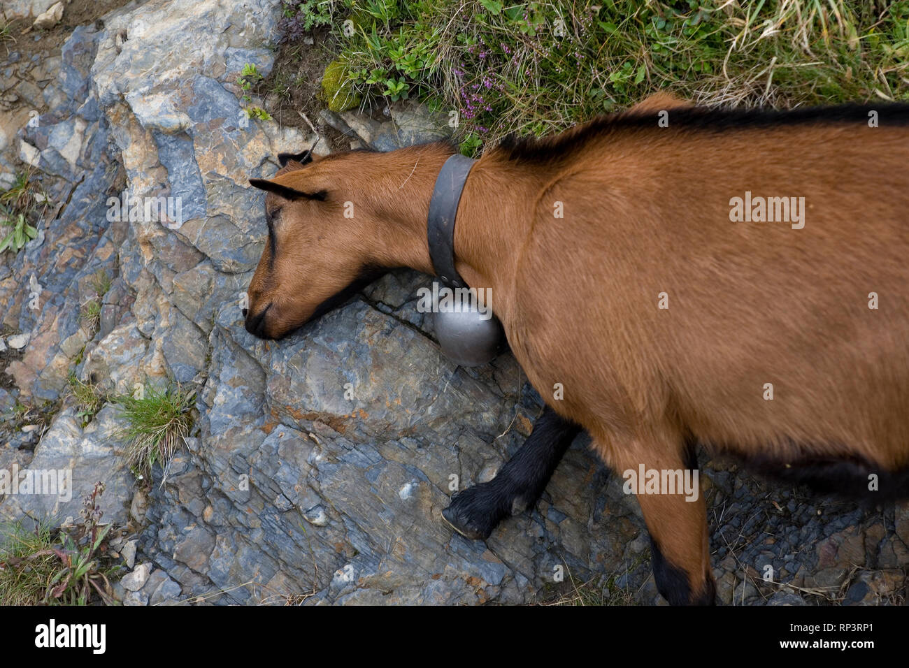 Chèvre (Capra aegagrus hircus) rayer elle-même sur une touffe de bruyère, près de Kleine Scheidegg, Oberland Bernois, Suisse Banque D'Images