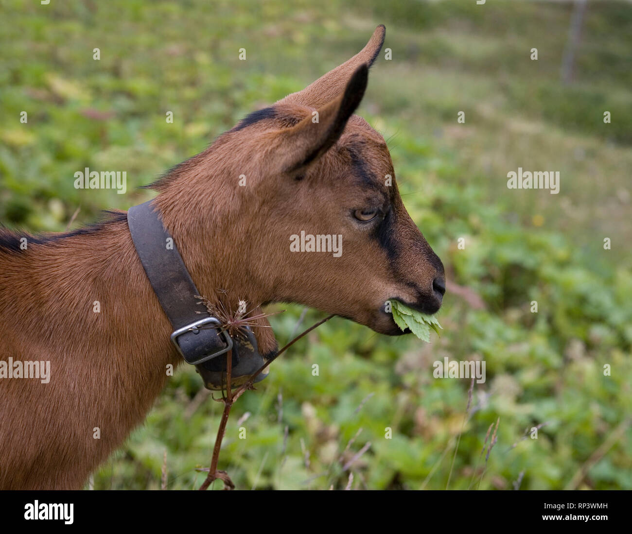 Chèvre (Capra aegagrus hircus) près de pâturage Kleine Scheidegg, Oberland Bernois, Suisse Banque D'Images