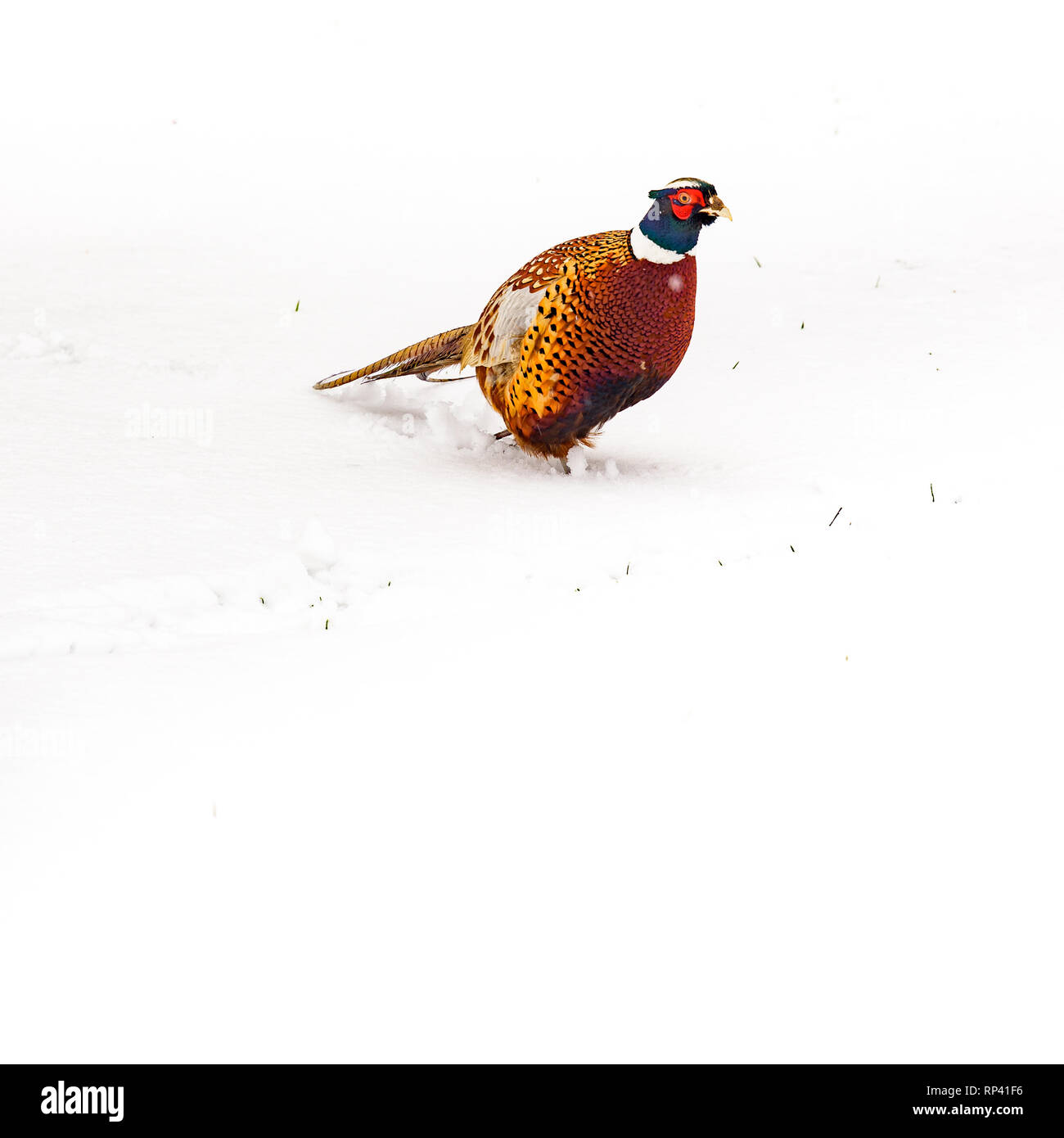 Le faisan sauvage marche autour du jardin secret dans la neige - Blenheim Palace à Woodstock, Oxfordshire, Angleterre. La chasse, le tir, gibier. Banque D'Images
