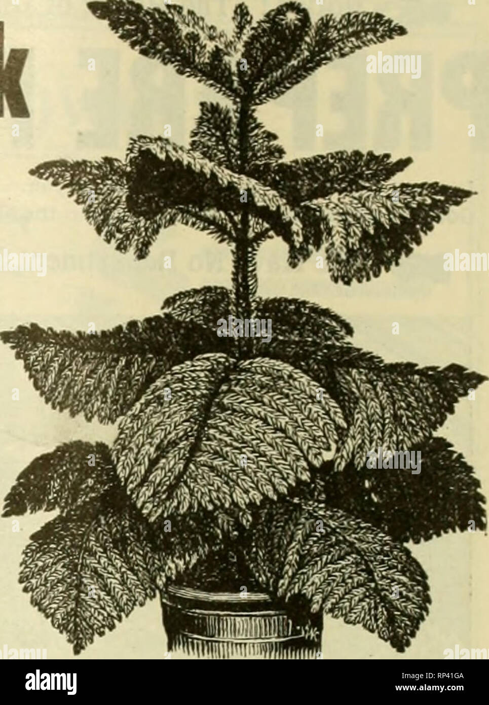 Boston Variegated Fougeres Nephrolepis Exaltata Variegata Usa Photo Stock Alamy Boston Variegated Fougeres Nephrolepis Exaltata Variegata Usa Photo Stock Alamy