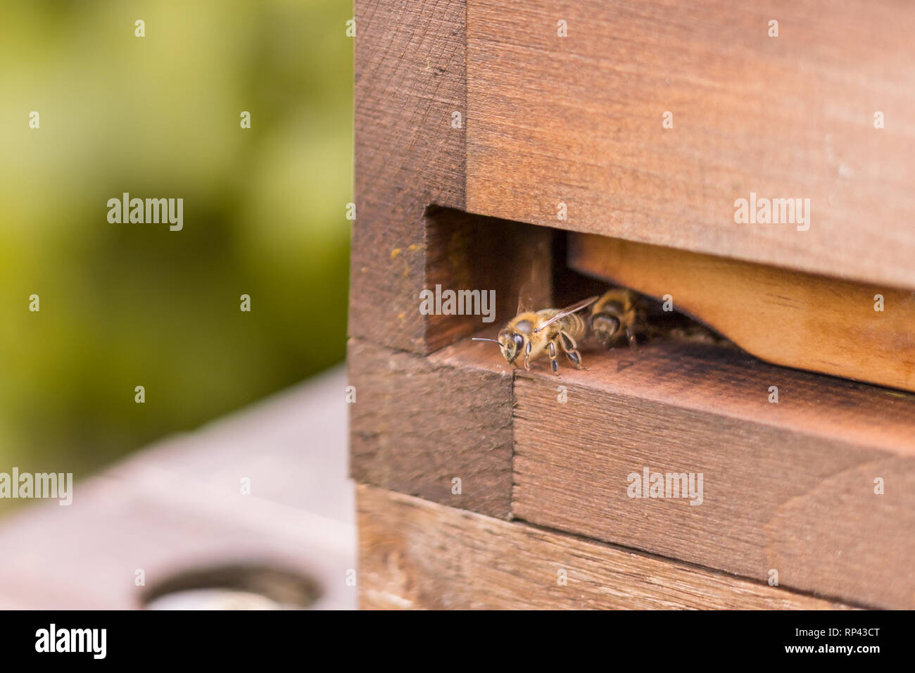 Abeille de garde Banque de photographies et d’images à haute résolution