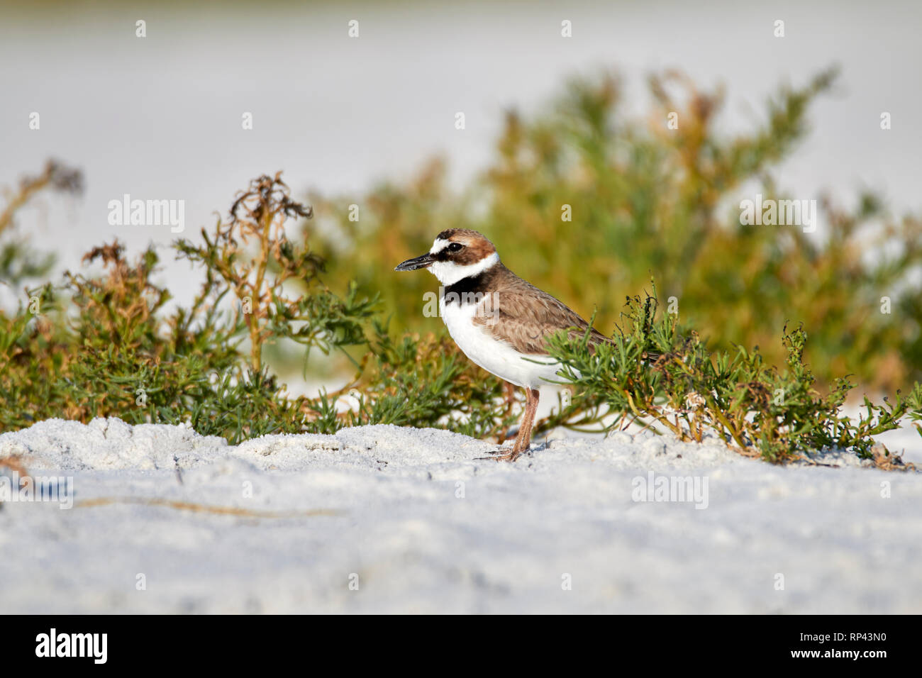 Homme seul Wilson's Plover on Beach Banque D'Images