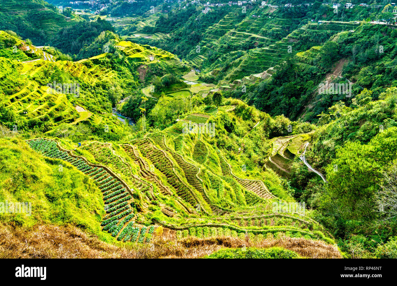 Les terrasses de riz de Banaue - le nord de Luzon, l'UNESCO patrimoine mondial en Philippines. Banque D'Images