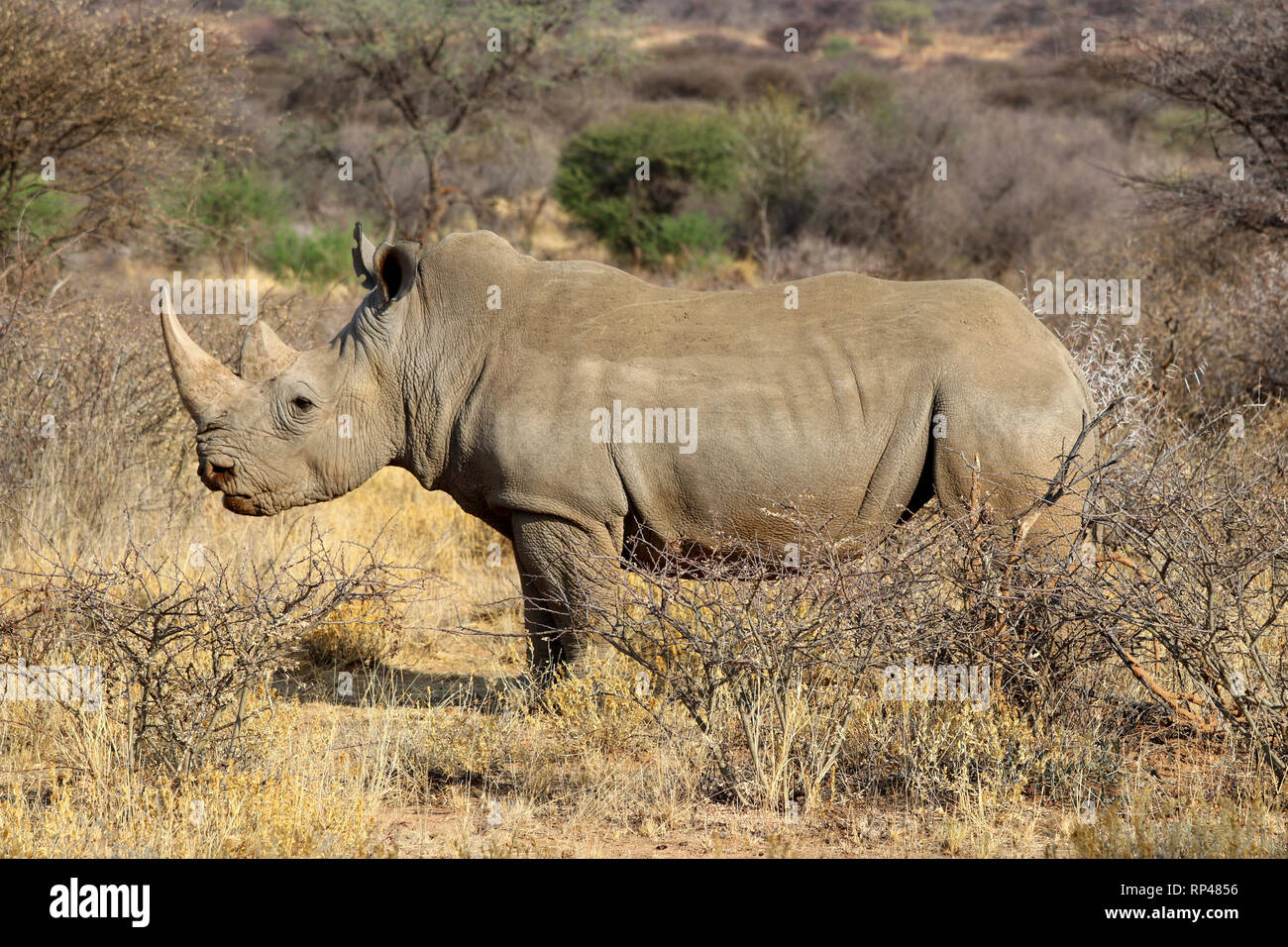 Bouche large rhinoceros (Ceratotherium simum) dans la savane de l'Afrique - Namibie Banque D'Images