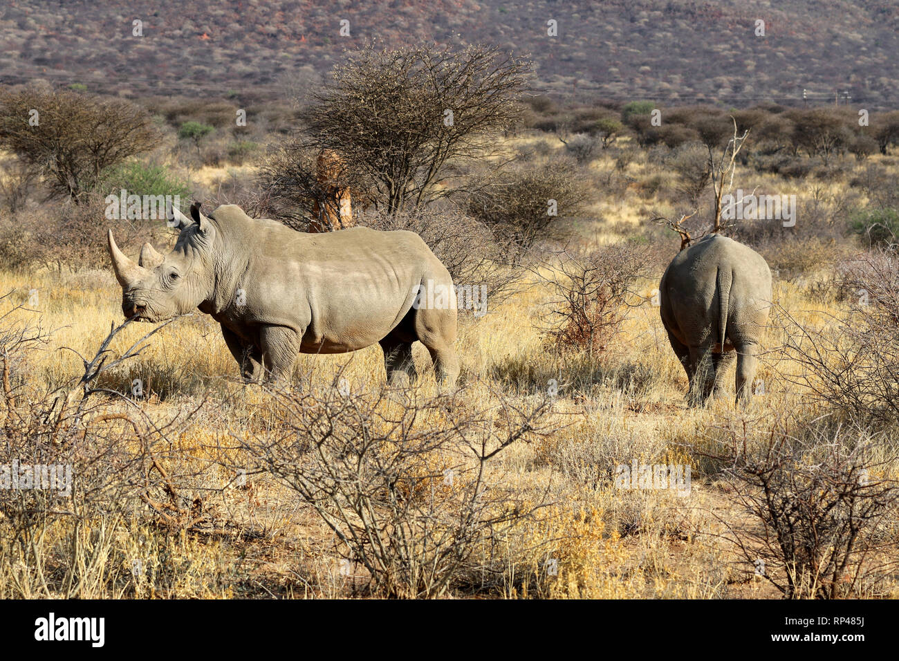 Bouche large rhinoceros (Ceratotherium simum) dans la savane de l'Afrique - Namibie Banque D'Images