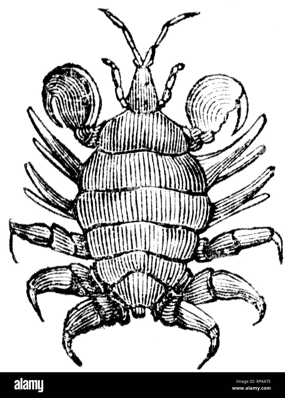 Couper du bois gravé, illustration tirée de "Le Trésor de l'Histoire Naturelle" par Samuel Maunder, publié 1848 Banque D'Images