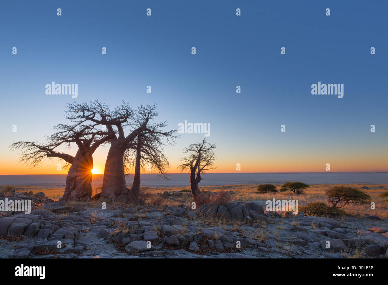 Les baobabs sur Kubu Island au lever du soleil Banque D'Images