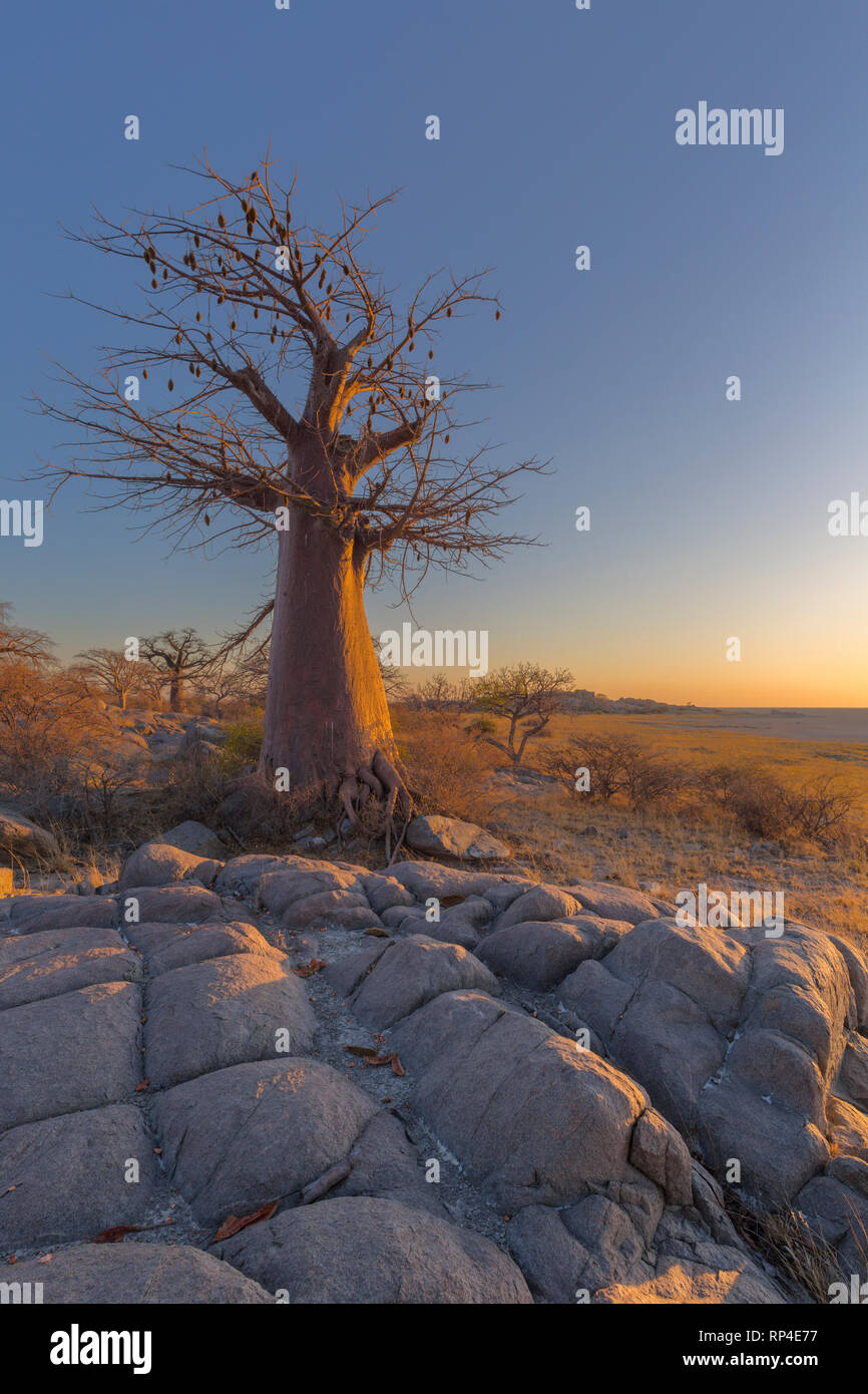 Tôt le matin, la lumière sur un baobab Banque D'Images