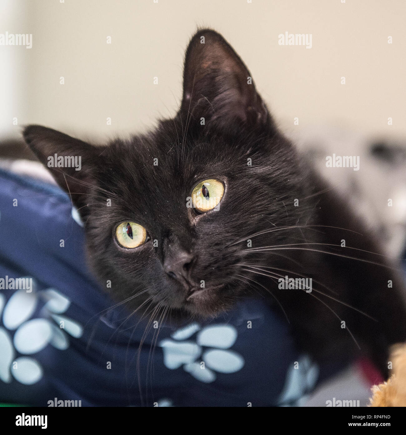 chaton noir Banque D'Images