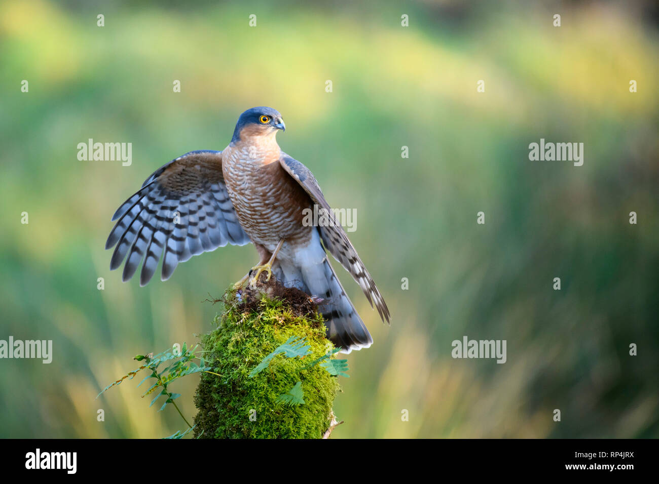 Fauve, Accipiter nisus, Dumfries Galloway, Scotland Banque D'Images