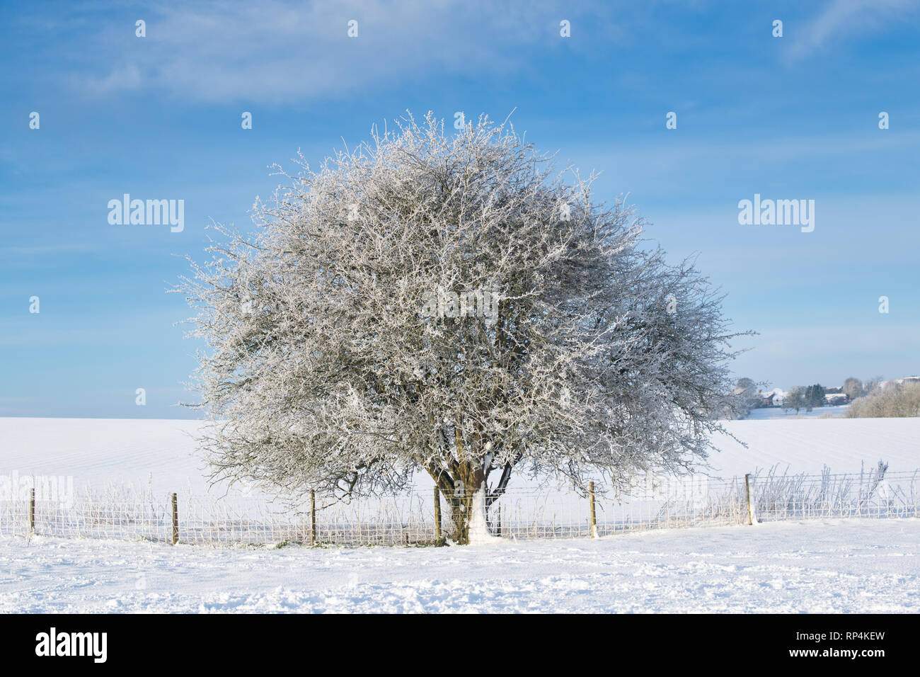 Arbre d'aubépine d'hiver dans la neige en hiver. Avebury, dans le Wiltshire, Angleterre Banque D'Images