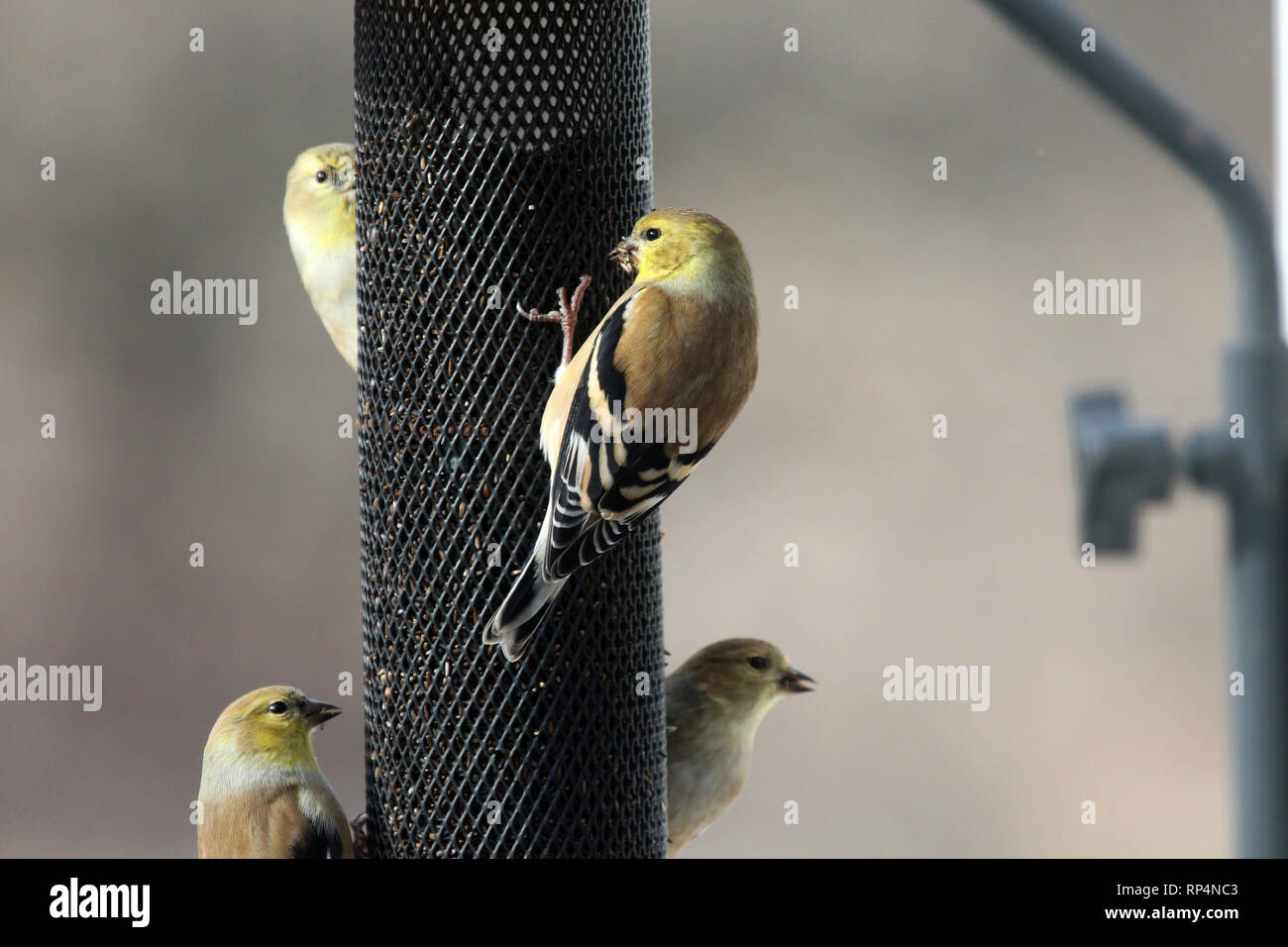 Close up de quatre oiseaux Chardonneret jaune, chardon de manger une mangeoire en hiver dans le Wisconsin, USA Banque D'Images