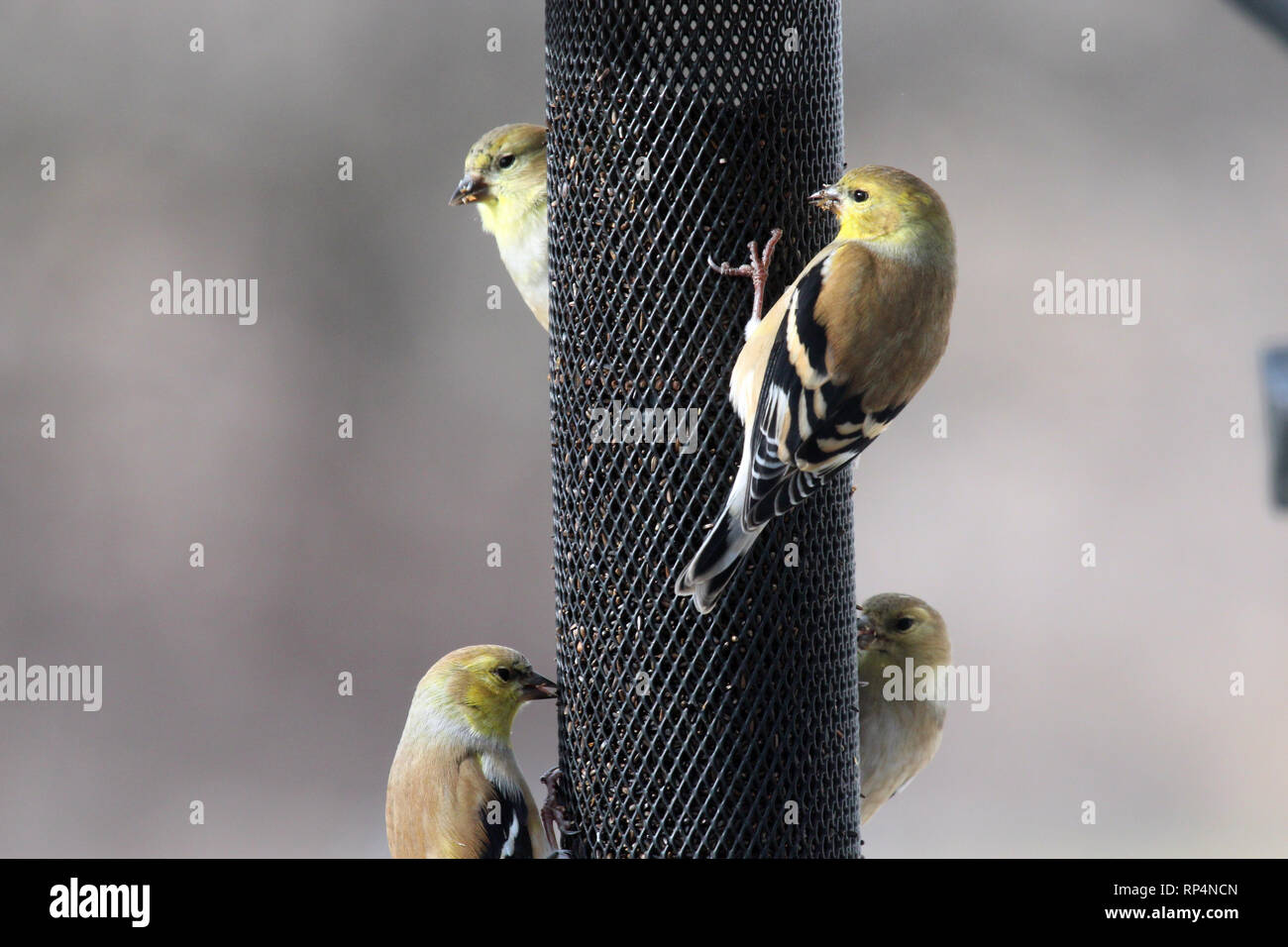 Close up de quatre oiseaux Chardonneret jaune, chardon de manger une mangeoire en hiver dans le Wisconsin, USA Banque D'Images
