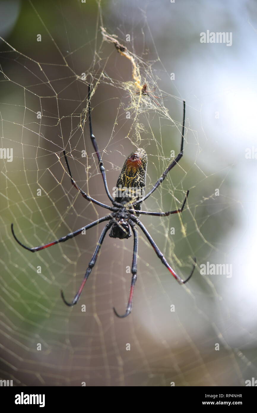 À pattes baguées Globe Doré-Spider web (Nephila senegalensis) dans un jardin de l'hôtel à la plage de Diani, Kenya Banque D'Images