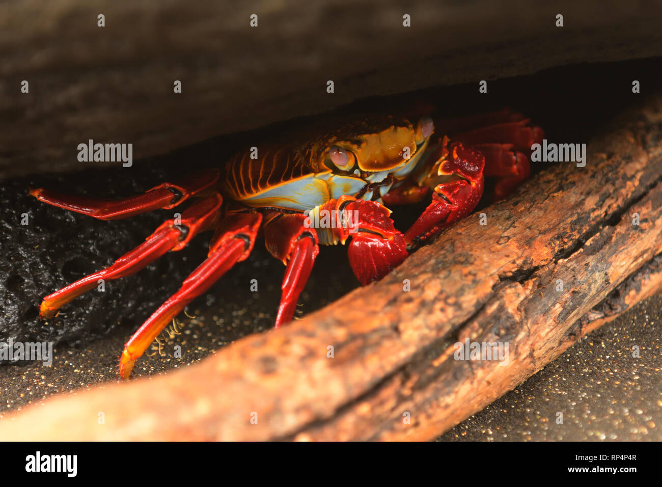 Sally Lightfood Crabe (Grapsus grapsus) s'abritant sous un rocher Banque D'Images