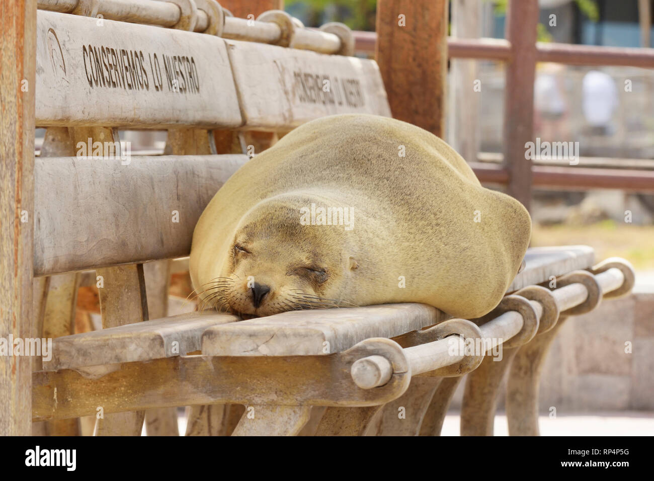 Fat Lion de mer Galapagos (Zalophus wollebaeki) dormir sur un banc Banque D'Images