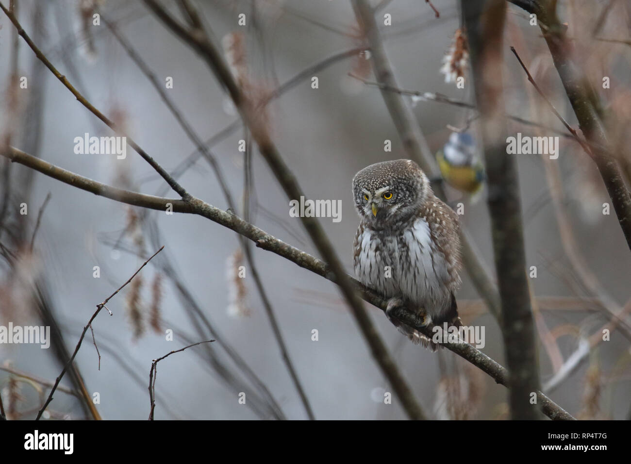 Chouette naine Glaucidium passerinum) (à l'automne. L'Europe Banque D'Images