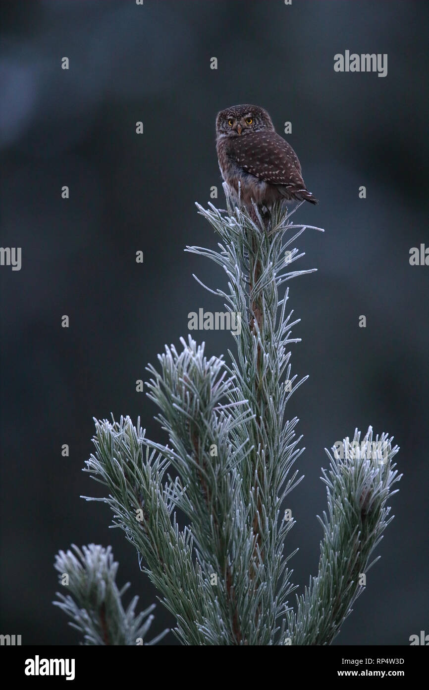 Chouette naine (Glaucidium passerinum) sur le dessus de l'épinette, couverte de givre. L'Estonie Banque D'Images