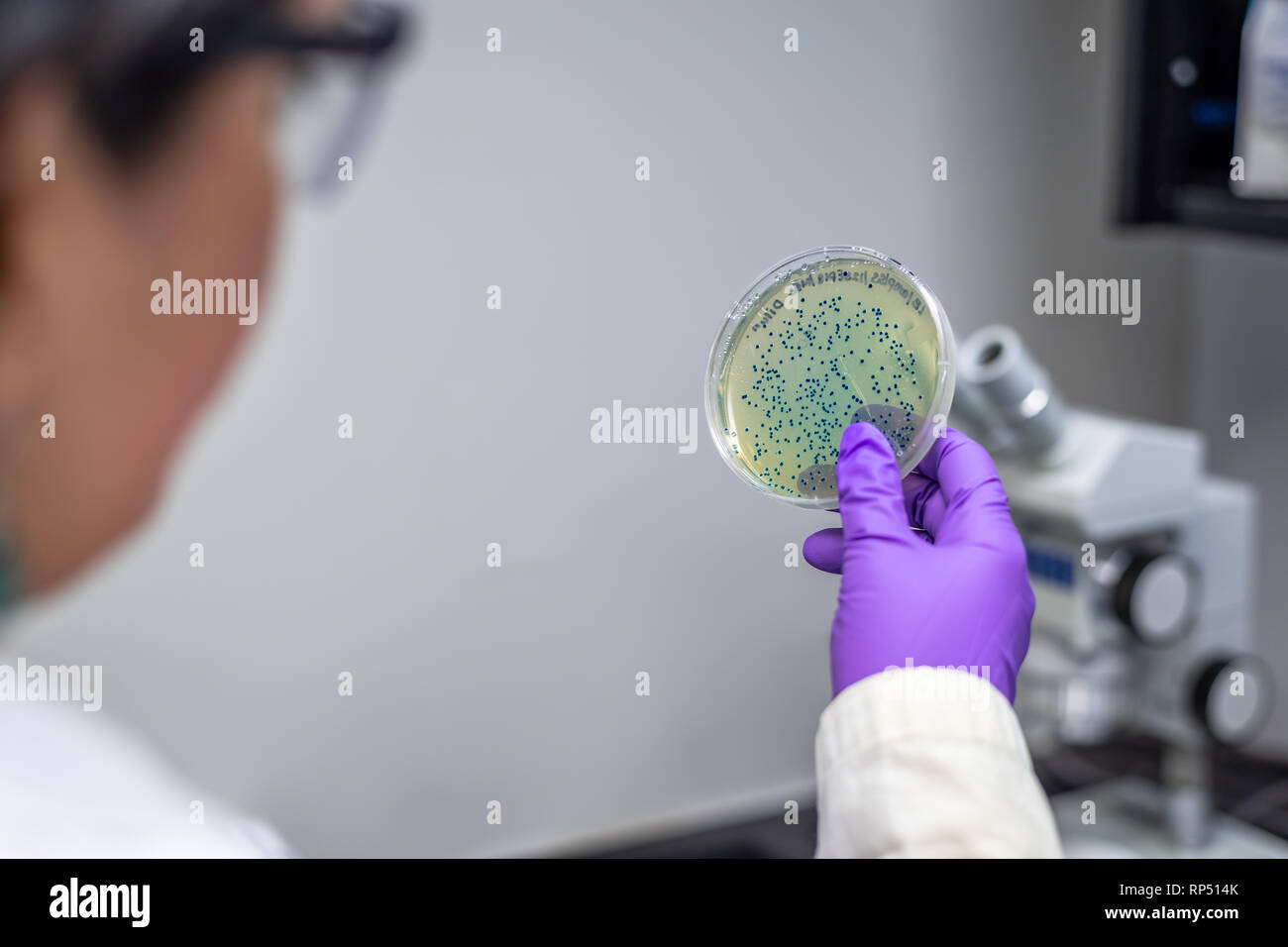 Femme scientifique microbiologiste / l'examen de la plaque de culture bactérienne Banque D'Images