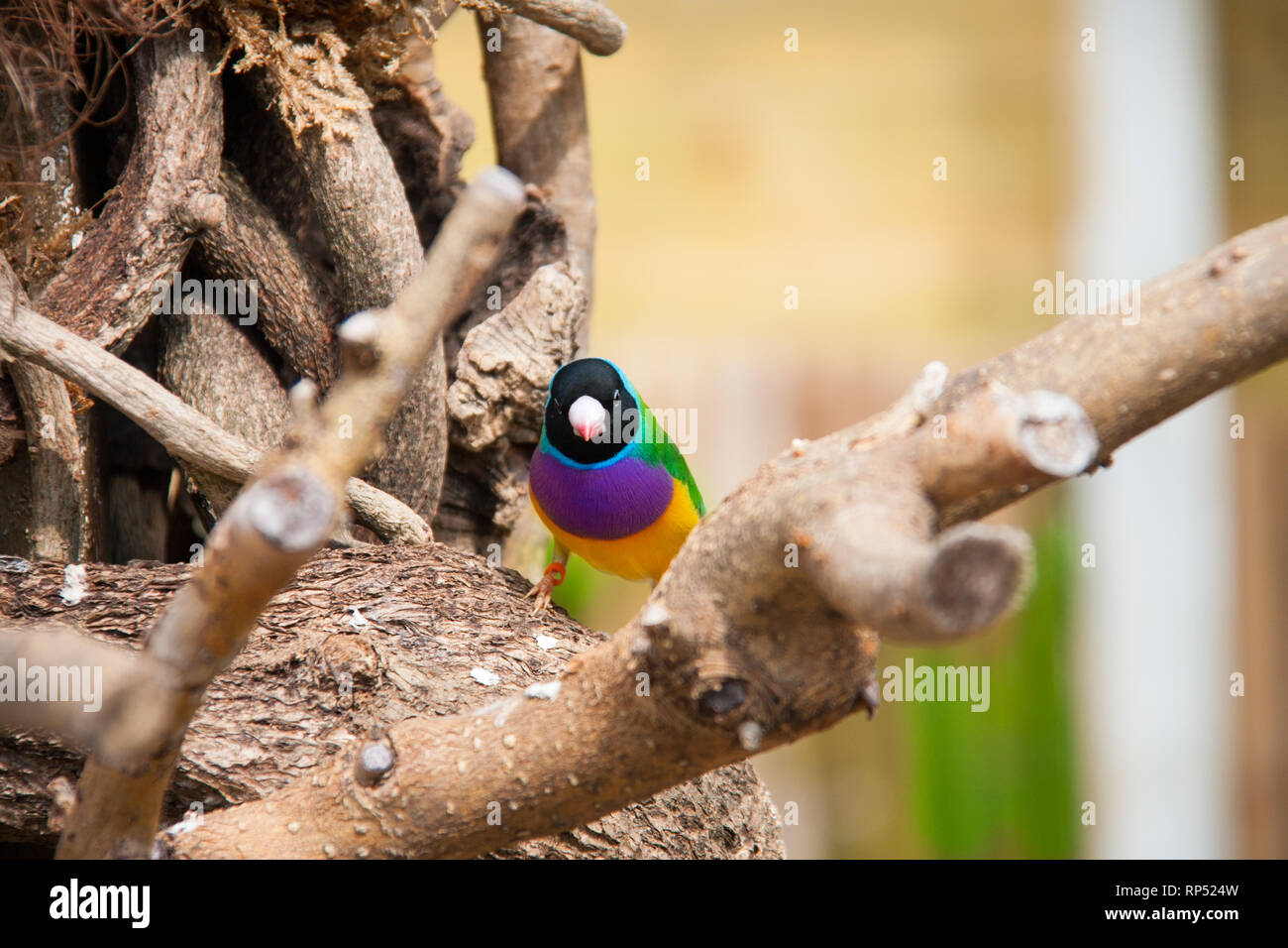 L'Gouldian finch ou Erythrura gouldiae, homme, aka the Lady Gouldian Finch, Goulds finch ou l'arc en ciel Finch. Banque D'Images