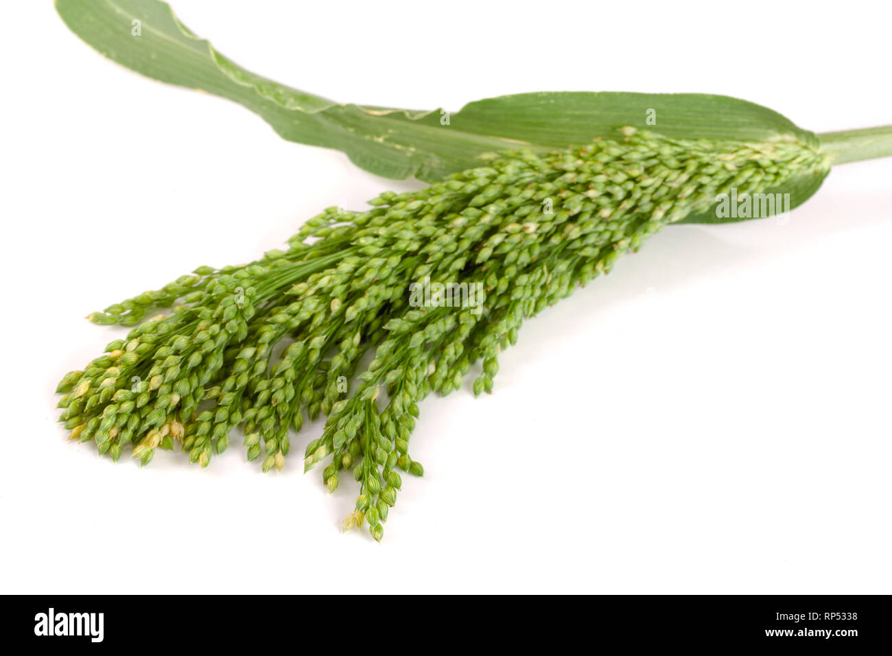 Millet cru vert isolé sur fond blanc. Banque D'Images