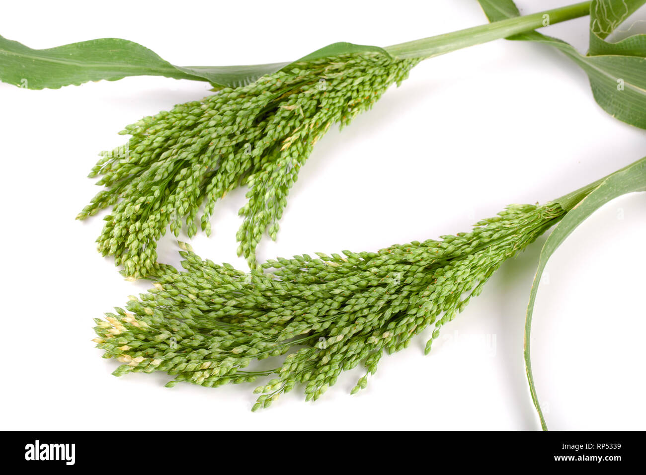 Millet cru vert isolé sur fond blanc. Banque D'Images