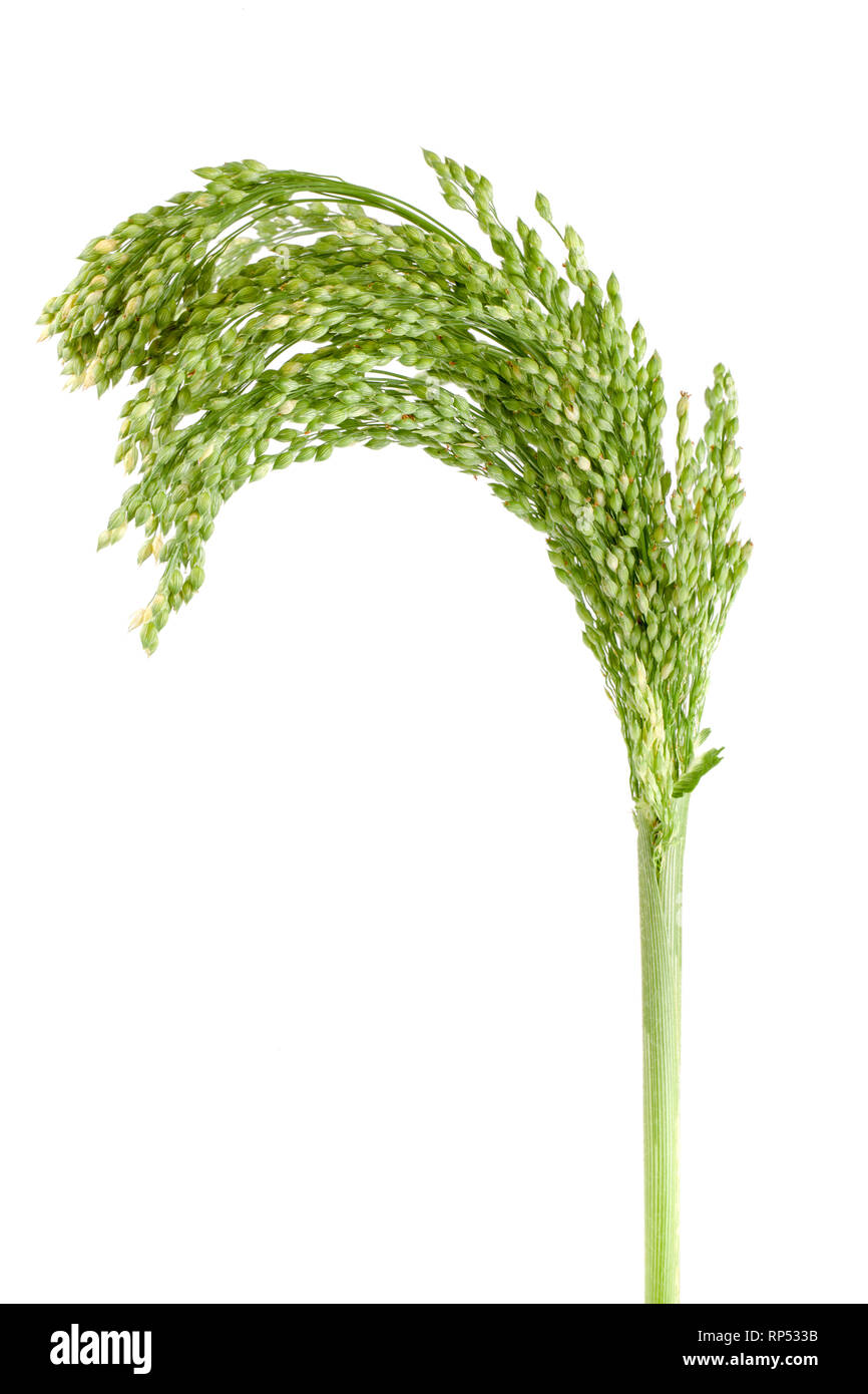 Millet cru vert isolé sur fond blanc. Banque D'Images