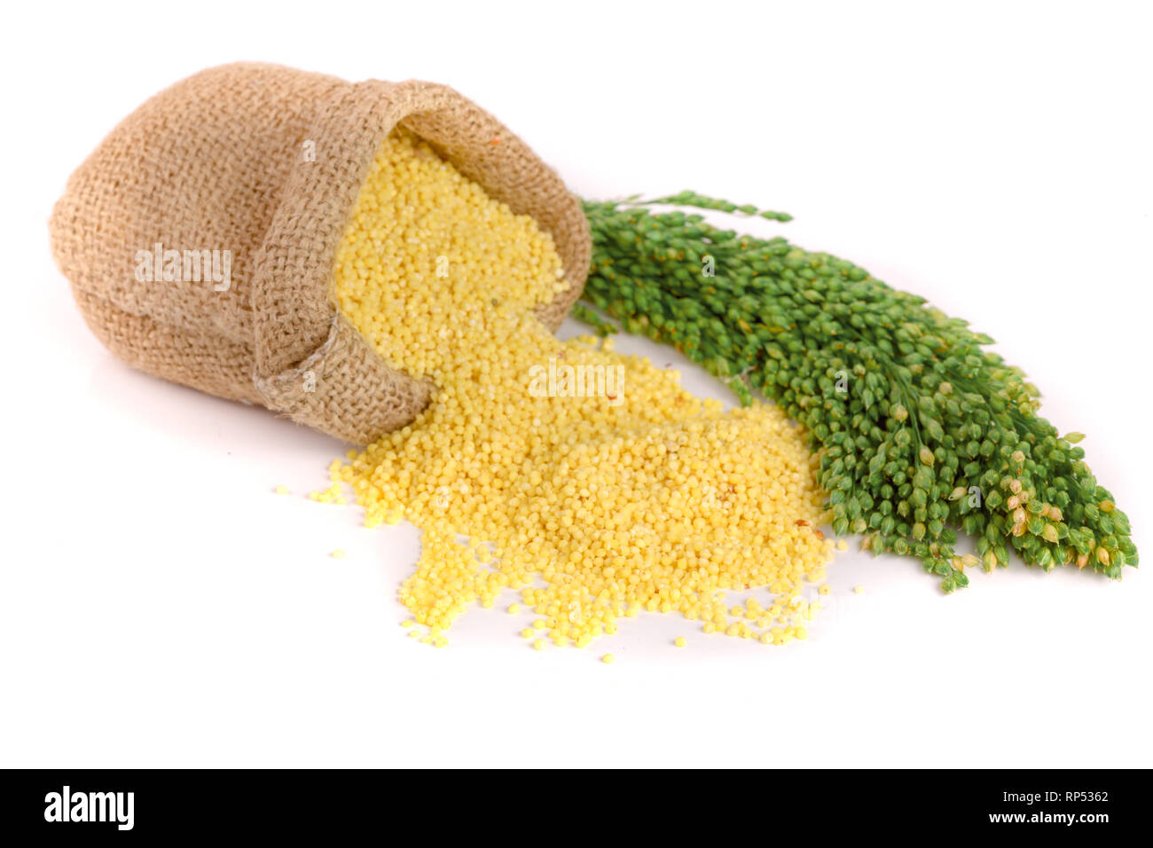Millet dans un sac avec des épillets vert isolé sur fond blanc. Banque D'Images