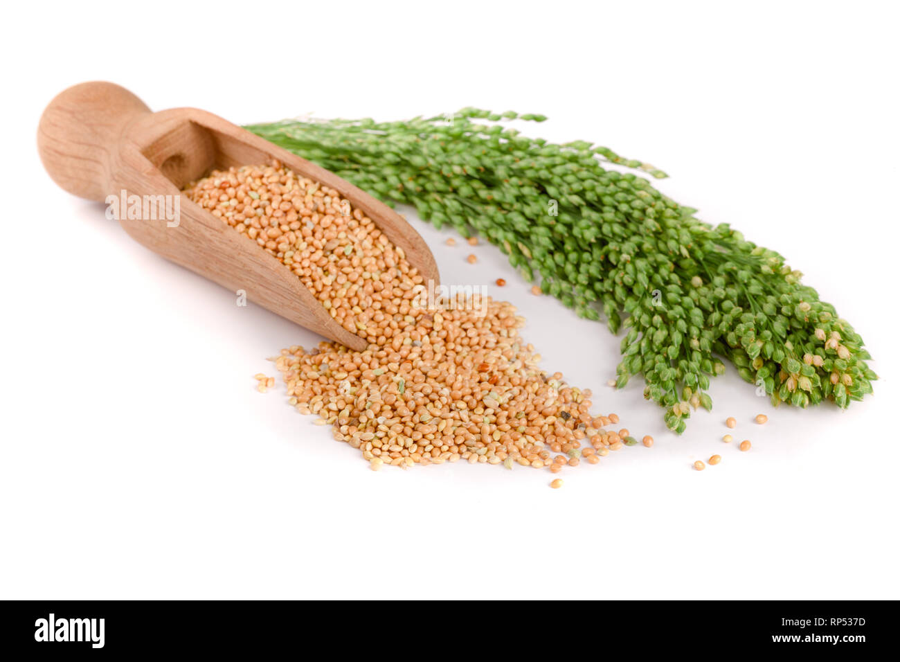 Millet dans scoop en bois avec des épillets vert isolé sur fond blanc. Nourriture pour perroquets. Banque D'Images