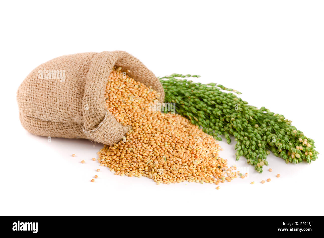Millet dans un sac avec des épillets vert isolé sur fond blanc. Nourriture pour perroquets. Banque D'Images