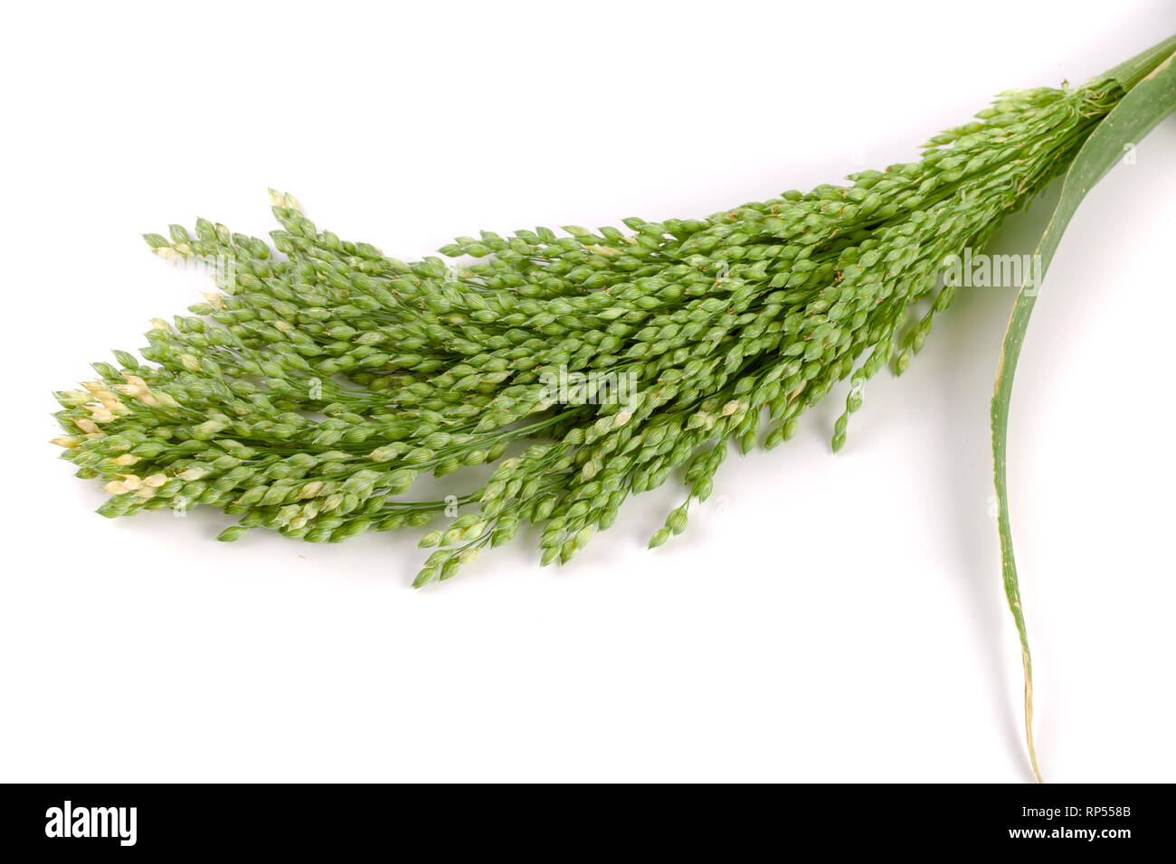 Millet cru vert isolé sur fond blanc. Banque D'Images